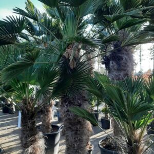 Trachycarpus Wagnerianus - dwergwaaierpalm, stamhoogte 120 tot 140 cm bij Tropic Garden Enschede