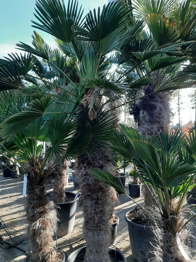 Trachycarpus Wagnerianus - dwergwaaierpalm, stamhoogte 120 tot 140 cm bij Tropic Garden Enschede