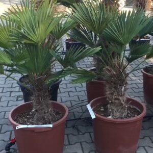 Trachycarpus Wagnerianus - dwergwaaierpalm, stamhoogte 15 tot 20 cm bij Tropic Garden Enschede