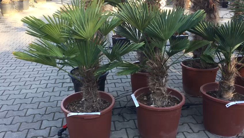 Trachycarpus Wagnerianus - dwergwaaierpalm, stamhoogte 15 tot 20 cm bij Tropic Garden Enschede