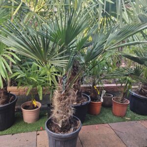 Trachycarpus Wagnerianus - dwergwaaierpalm, stamhoogte 40 tot 50 cm bij Tropic Garden Enschede