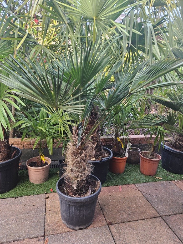 Trachycarpus Wagnerianus - dwergwaaierpalm, stamhoogte 40 tot 50 cm bij Tropic Garden Enschede