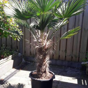 Trachycarpus Wagnerianus - dwergwaaierpalm, stamhoogte 50 tot 60 cm bij Tropic Garden Enschede