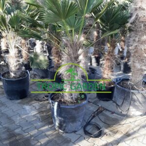 Trachycarpus Wagnerianus - dwergwaaierpalm, stamhoogte 60 tot 80 cm bij Tropic Garden Enschede