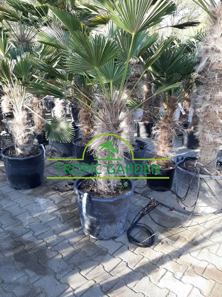 Trachycarpus Wagnerianus - dwergwaaierpalm, stamhoogte 60 tot 80 cm bij Tropic Garden Enschede