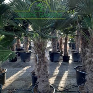 Trachycarpus Wagnerianus - dwergwaaierpalm, stamhoogte 80 tot 100 cm bij Tropic Garden Enschede