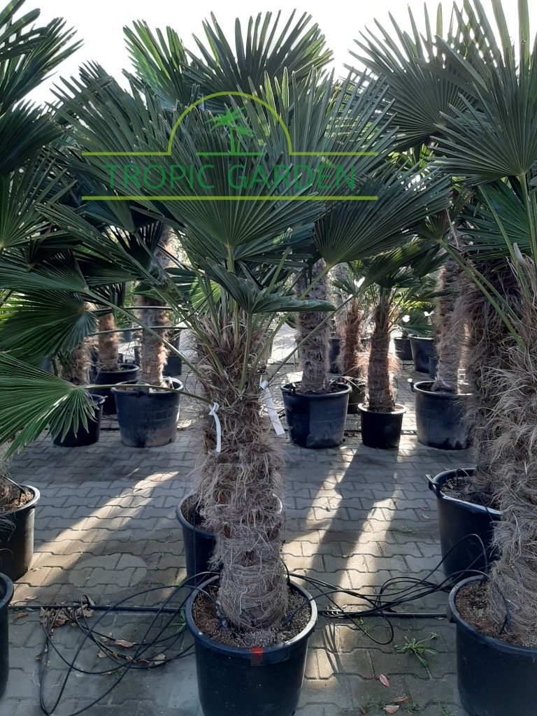 Trachycarpus Wagnerianus - dwergwaaierpalm, stamhoogte 80 tot 100 cm bij Tropic Garden Enschede