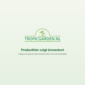 Productfoto volgt binnenkort, Tropic Garden
