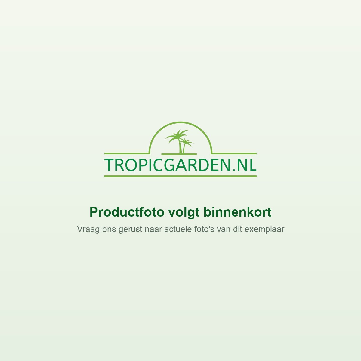 Productfoto volgt binnenkort, Tropic Garden